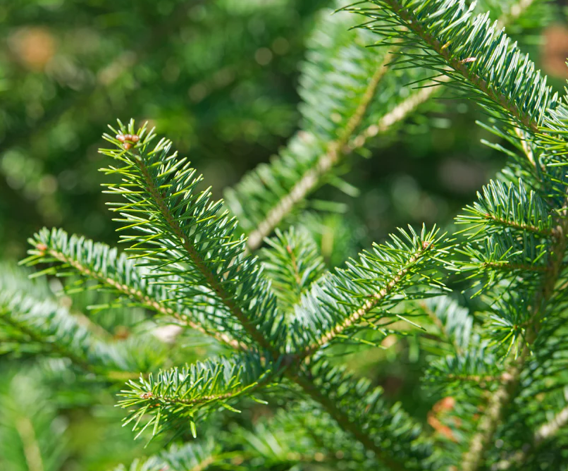 Balsam Fir