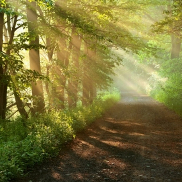 Woodland Foliage