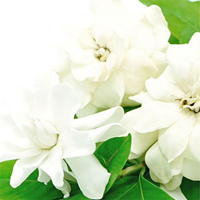 White Gardenia